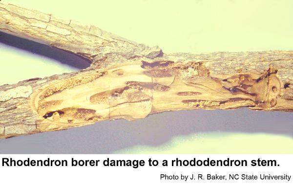 Stems infested with rhododendron borers often break off easily.